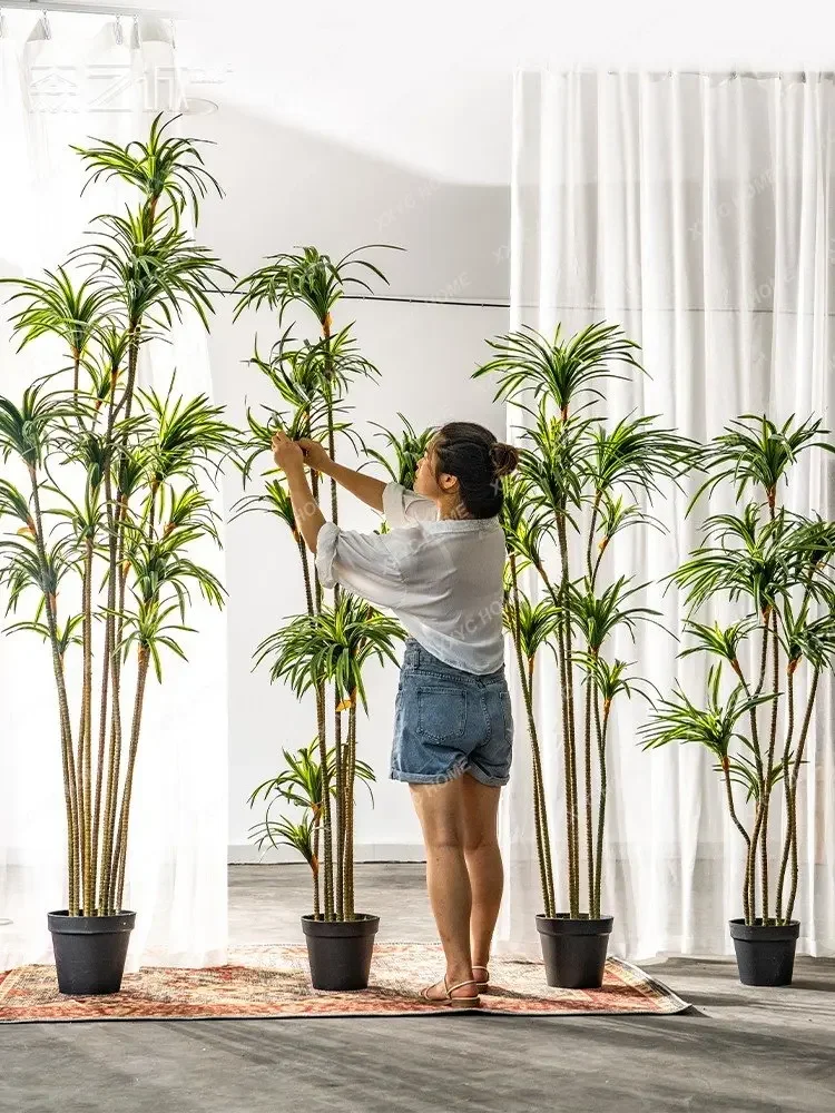 Simulation Dracaena Dracaena M - Dracaena Marginata review and price