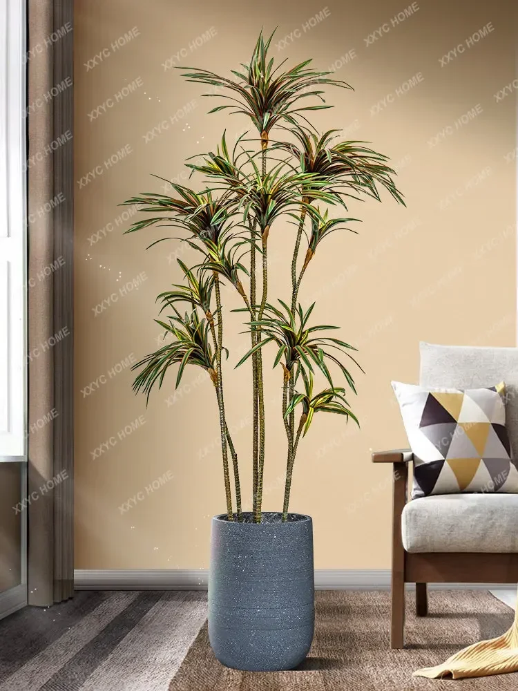 Simulation Dracaena Dracaena M - Dracaena Marginata review and price
