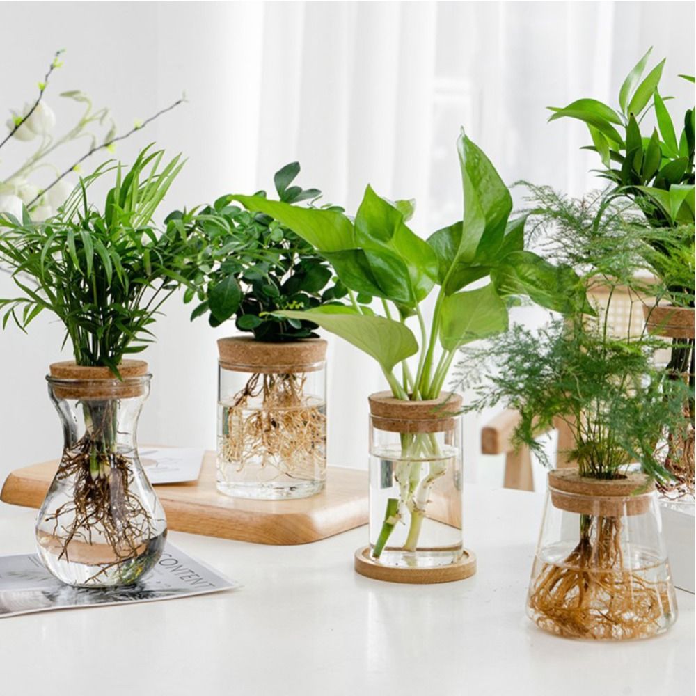 Transparent Hydroponic Flower  - Aloe Vera Pot review and price