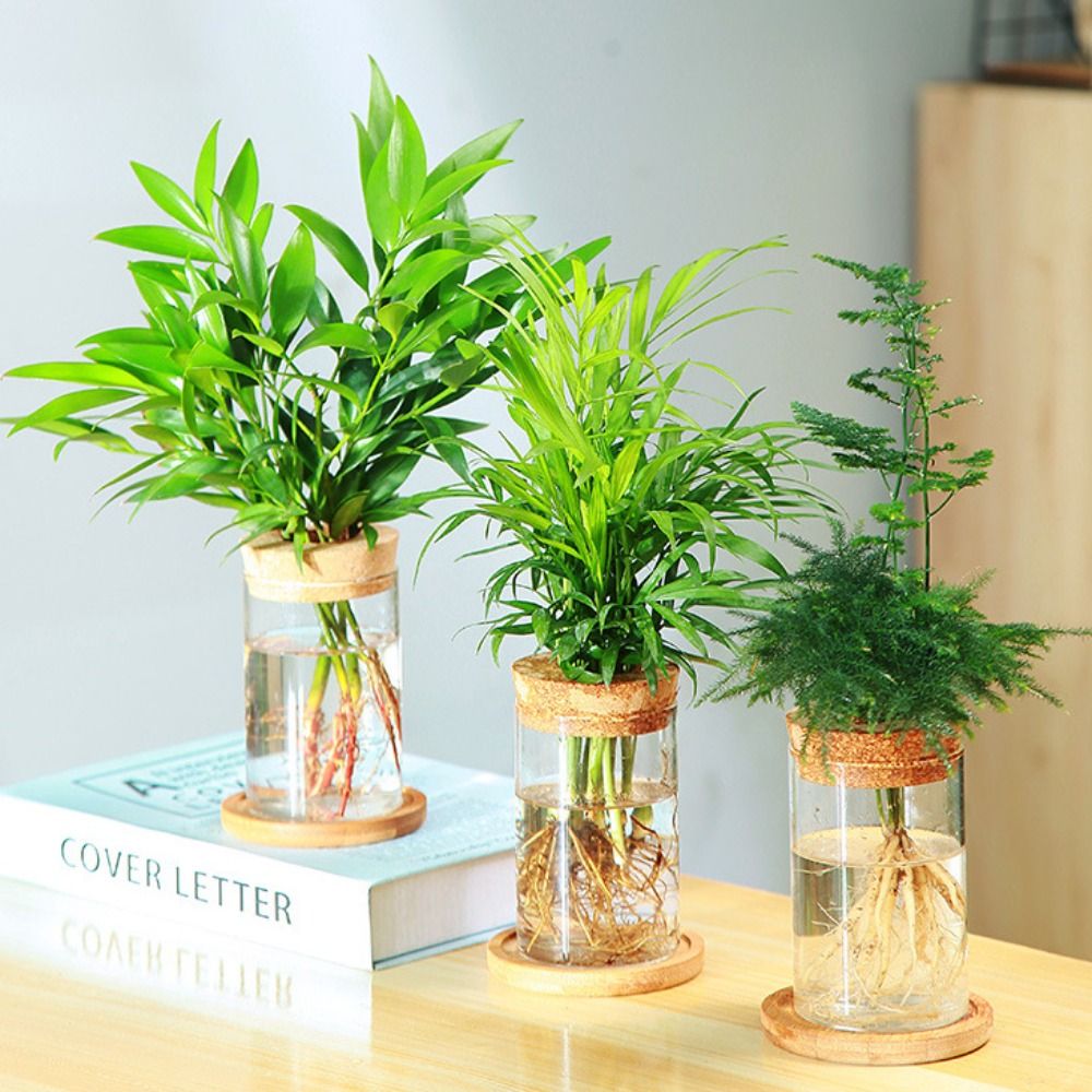 Transparent Hydroponic Flower  - Aloe Vera Pot review and price