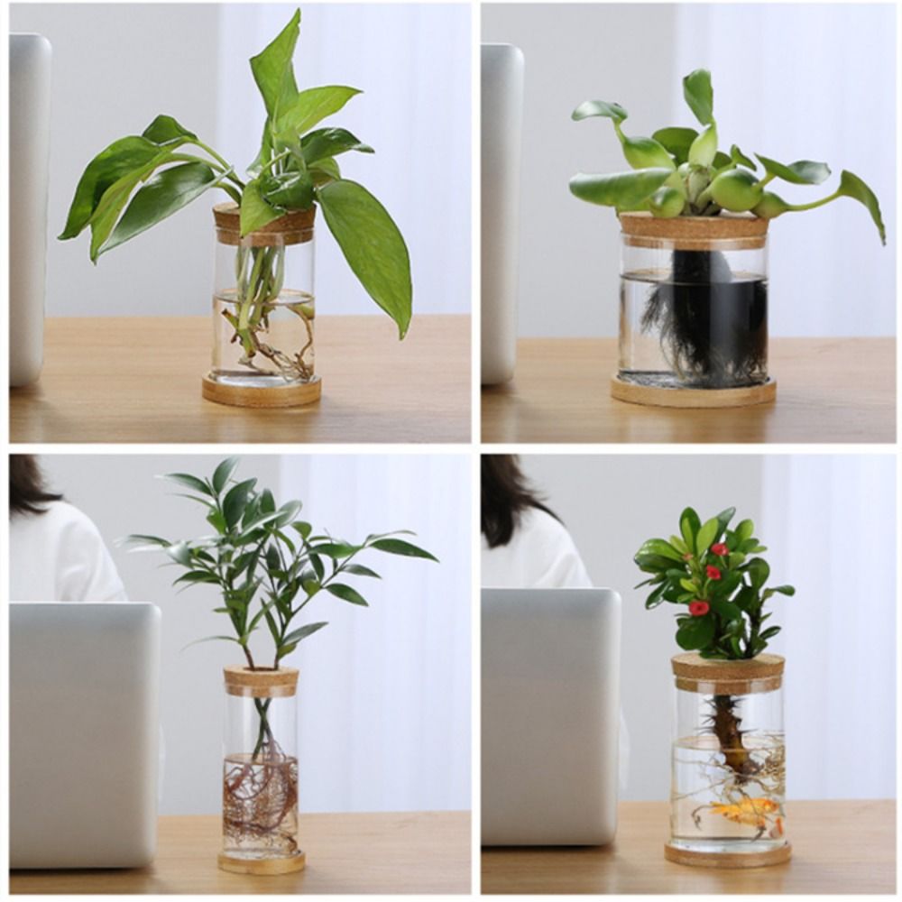 Transparent Hydroponic Flower  - Aloe Vera Pot review and price