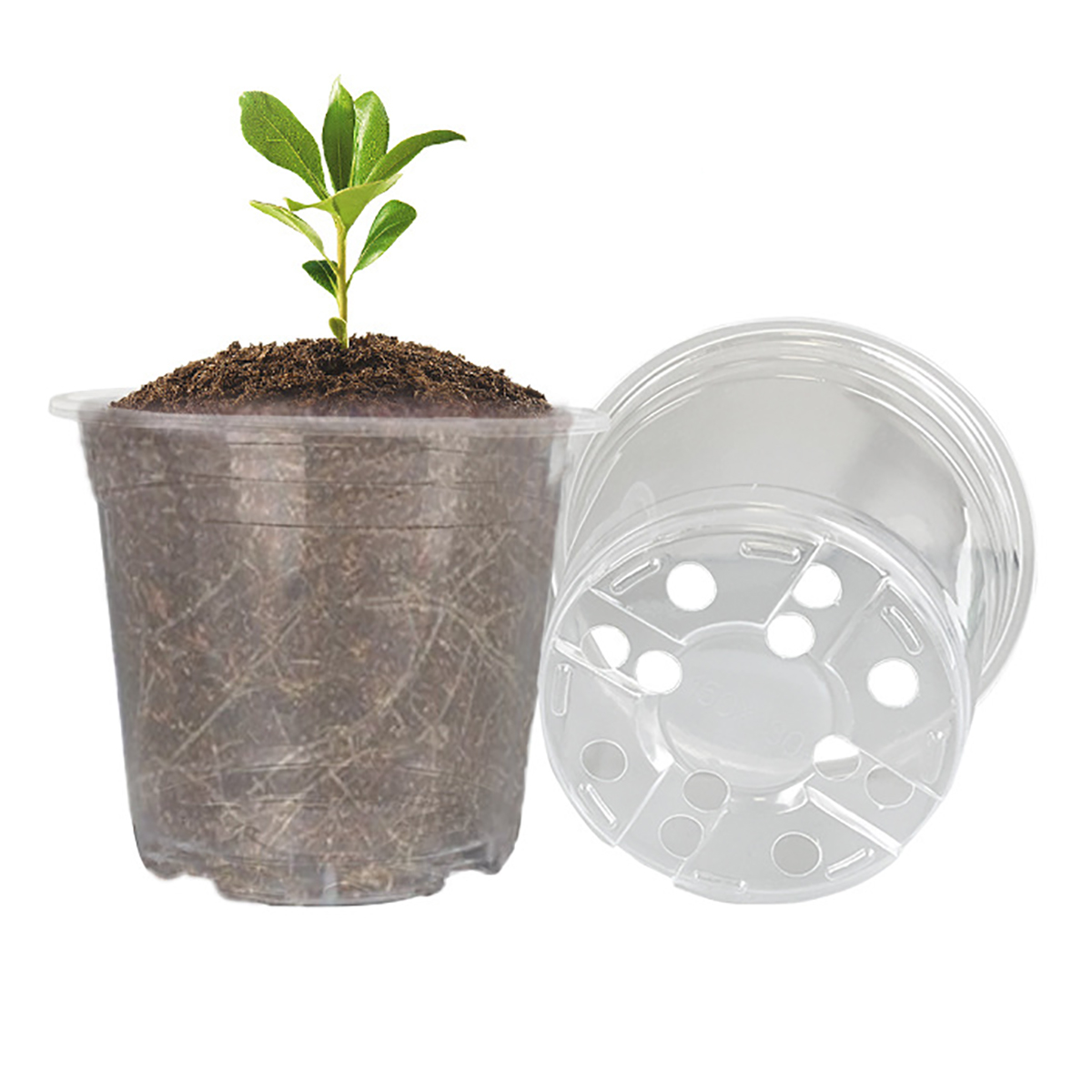 5Pcs 6/7.6/10/13/15cm Clear Ro - Aloe Vera Pot review and price