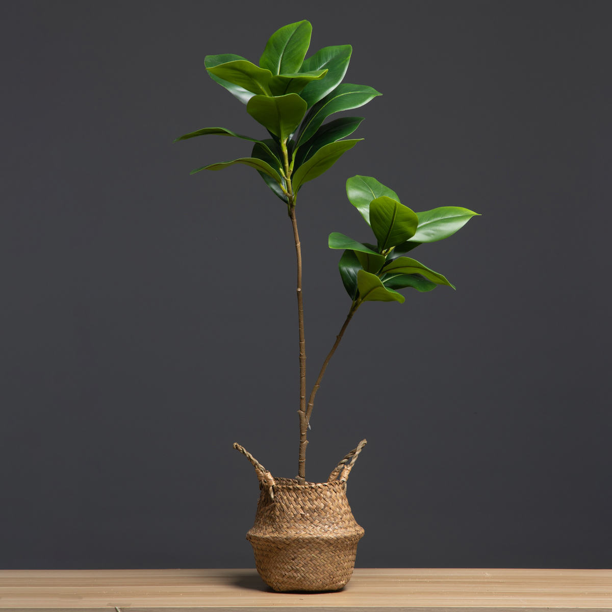 105cm 2 Forks Large Artificial - Dracaena Marginata review and price